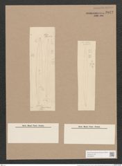 Pleurosigma subrectum Cleve (de-Toni-Nr.: Genus 13, Species 1005) Zeichnungen Sammlung Grunow Nr. 2042 (NHMW-BOT-W0368897)